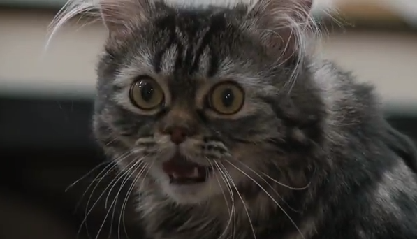  Conifer High School, Studenter, Robot,  Flipper, Katt